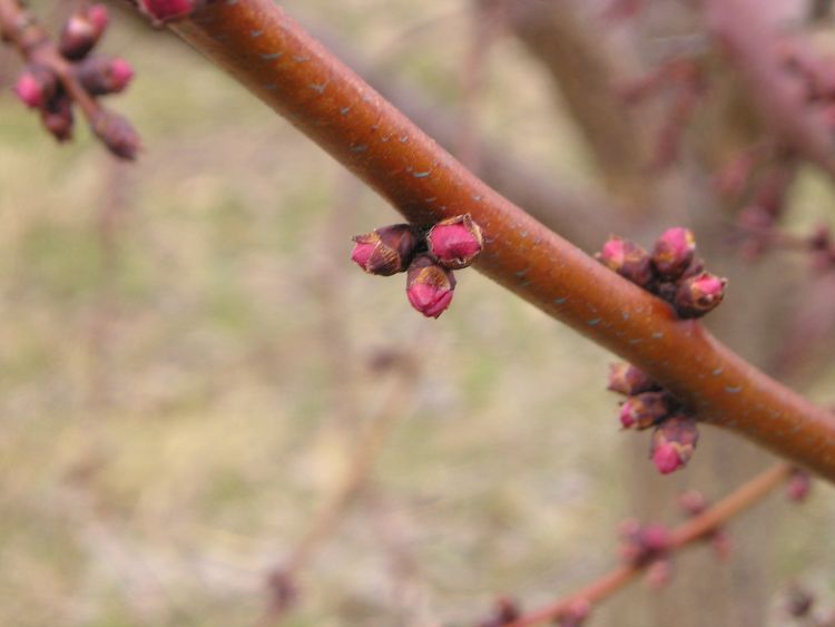 Apricot flower buds at “red tip.” Photo credit: Mark Longstroth, MSU Extension