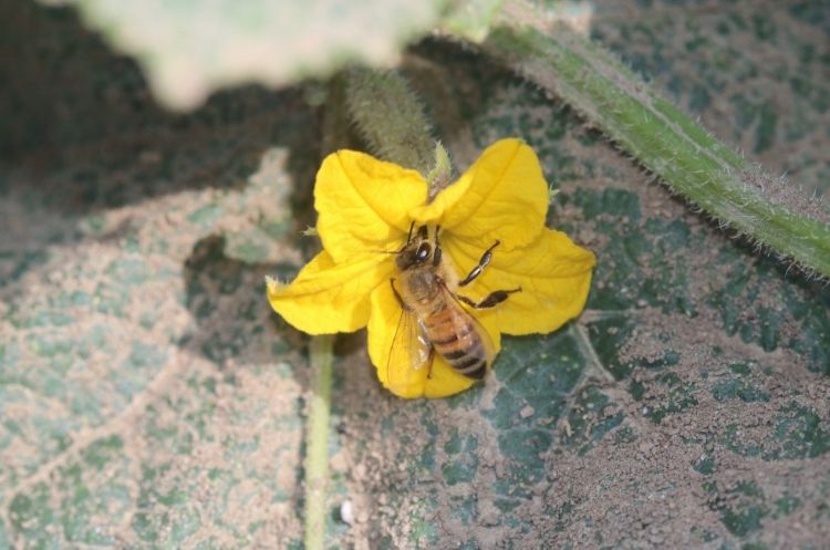 Image of A bee pollinating a cucumber flower