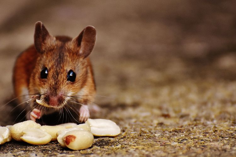 Brown mouse eating shelled peanuts.