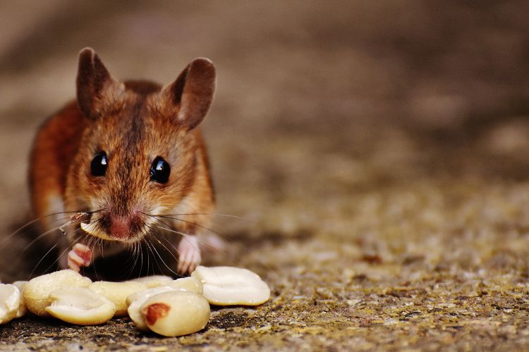 Mice Control in Barn