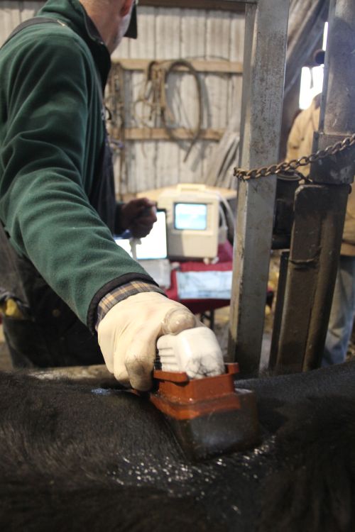 A cattle ultrasound