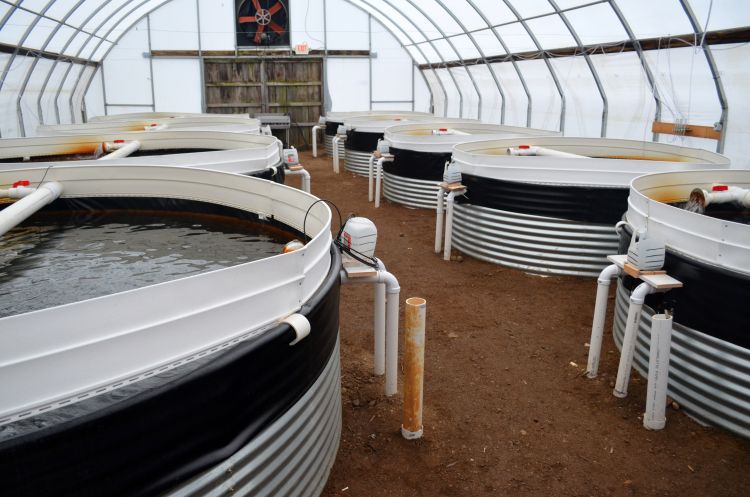 Aquaculture tanks are shown in a recirculating aquaculture facility. Photo: Todd Marsee | Michigan Sea Grant
