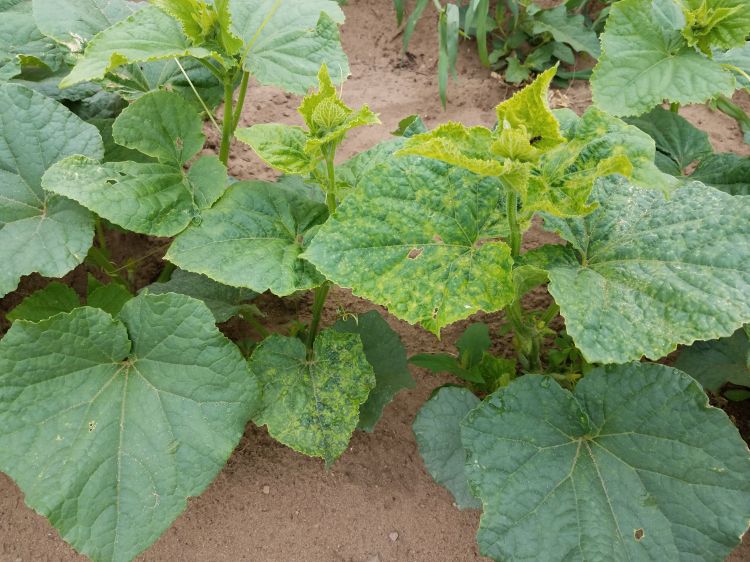 Virus symptoms on cucumber