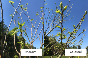 Michigan chestnut crop report for the week of May 17, 2021