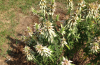 A cluster of spotted bee balm