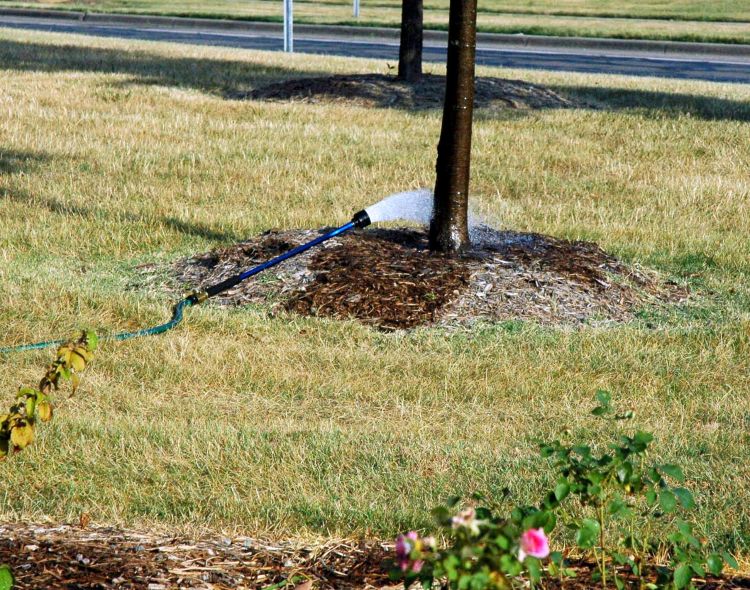Irrigation and mulch are important to help newly planted trees survive drought. All photos: Bert Cregg, MSU.