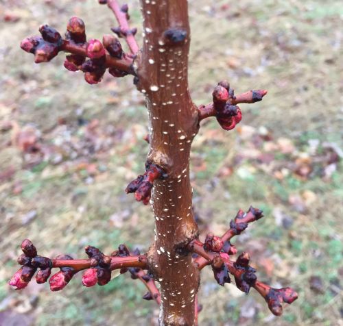 Apricot at red tip growth stage. All photos: Bill Shane, MSU Extension.