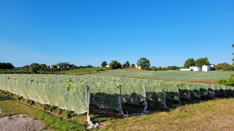 Netting on grapes.