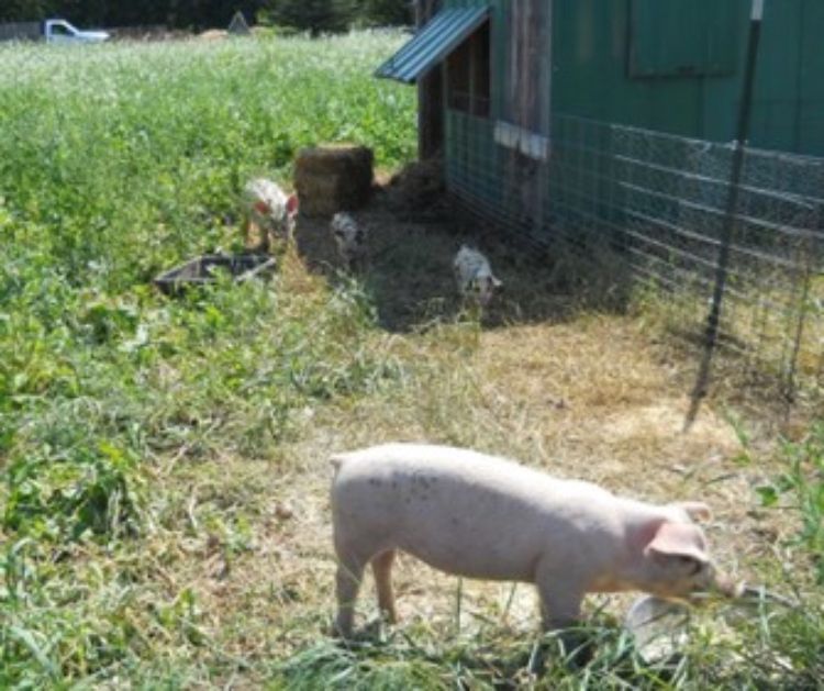 Pigs outside in pasture
