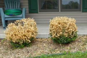 Browning of boxwood: Is it boxwood blight?