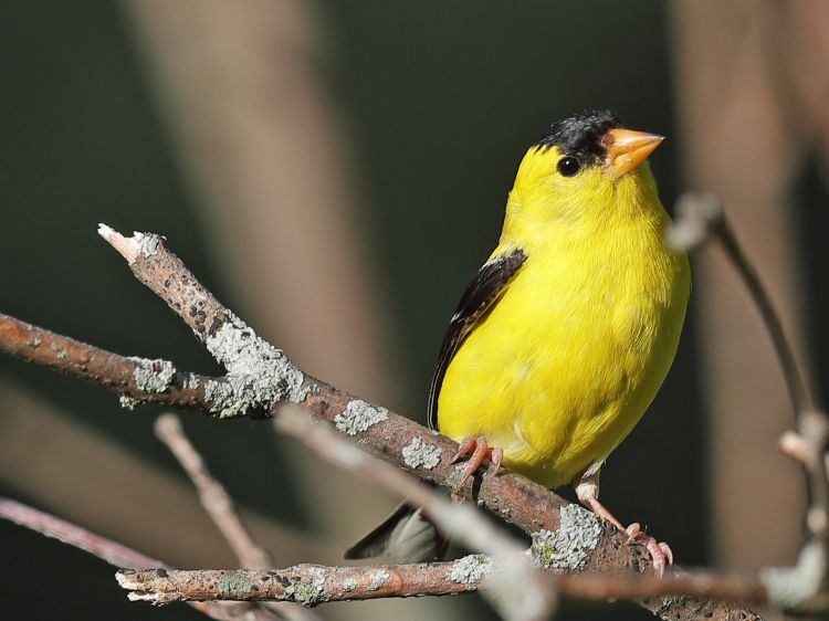 American Goldfinch.