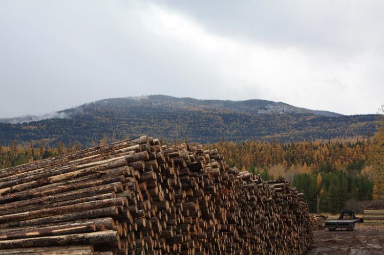 Cloudy sky with mountains and a pile of harvest timber.