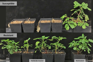 Screening of herbicide resistant weeds in Michigan vegetable fields