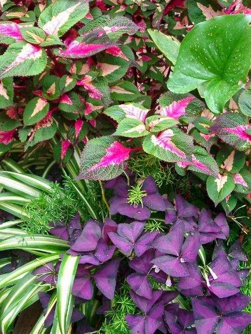 Coleus, arrow leaf, shamrocks, spider plant and asparagus fern. Photo by Rebecca Finneran, MSU Extension