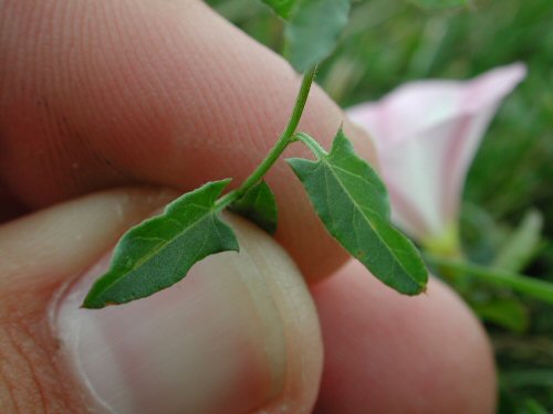  field bindweed3.jpg 