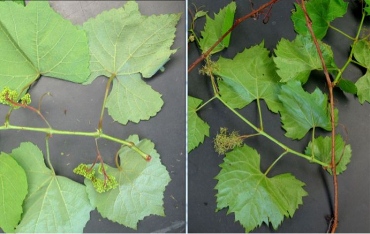 Photo 1. Two common wild grape species in Michigan: summer grape (left) and riverbank grape (right). Note that riverbank grapes are in bloom while summer grapes are not yet in bloom. Be sure to use the bloom timing in riverbank grapes (right) for assisting