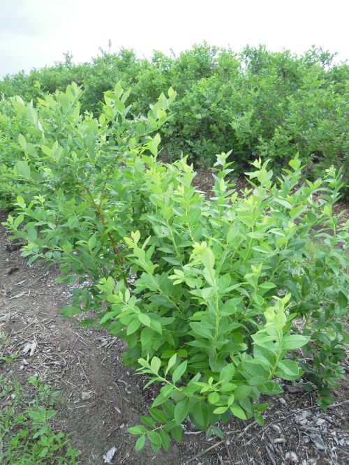 Many vigorous shoots sprouted from the crowns when these 40-year-old Jersey bushes were cut back in late March. Photo was taken in mid-June. All photos: Mark Longstroth, MSU Extension