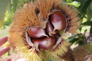 What’s the difference between horse chestnuts and sweet chestnuts?