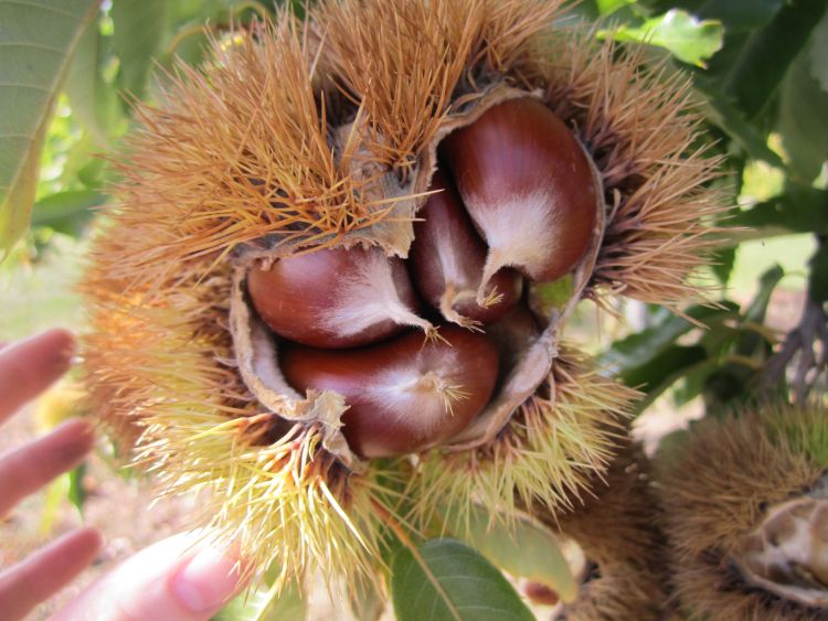 Colossal chestnuts in the burr