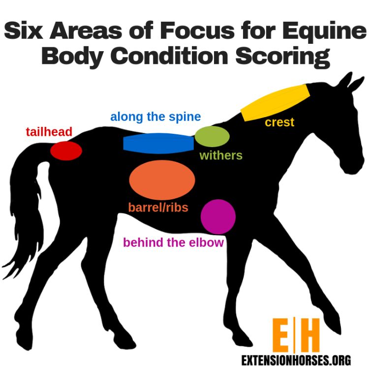 Body Condition Scoring infograph