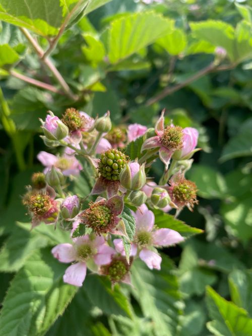 Blackberry fruit set