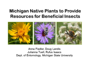 Michigan Native Plants to Provide Resources for Beneficial Insects