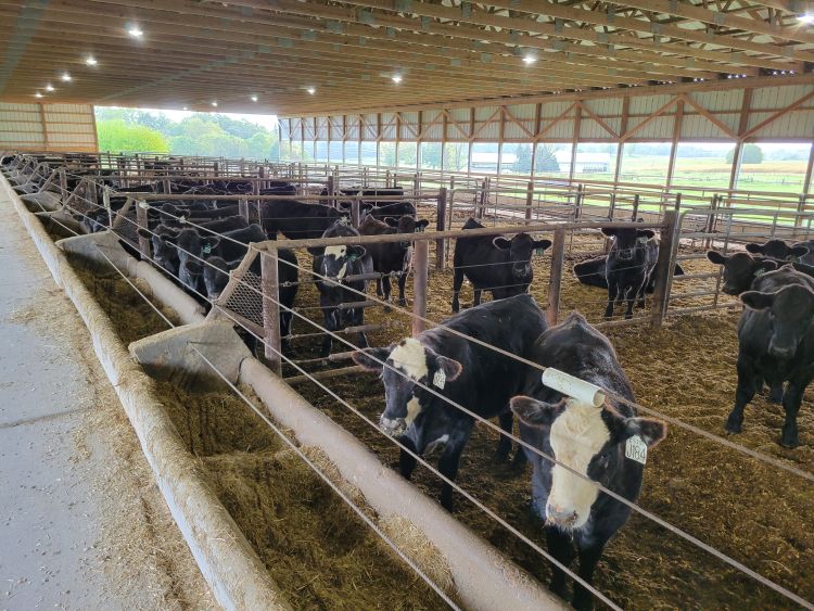 Beef cattle in a barn.