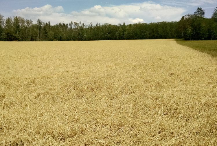 Hail-damaged wheat in northeast Michigan on Friday, July 8, 2016. All photos: James DeDecker, MSU Extension.
