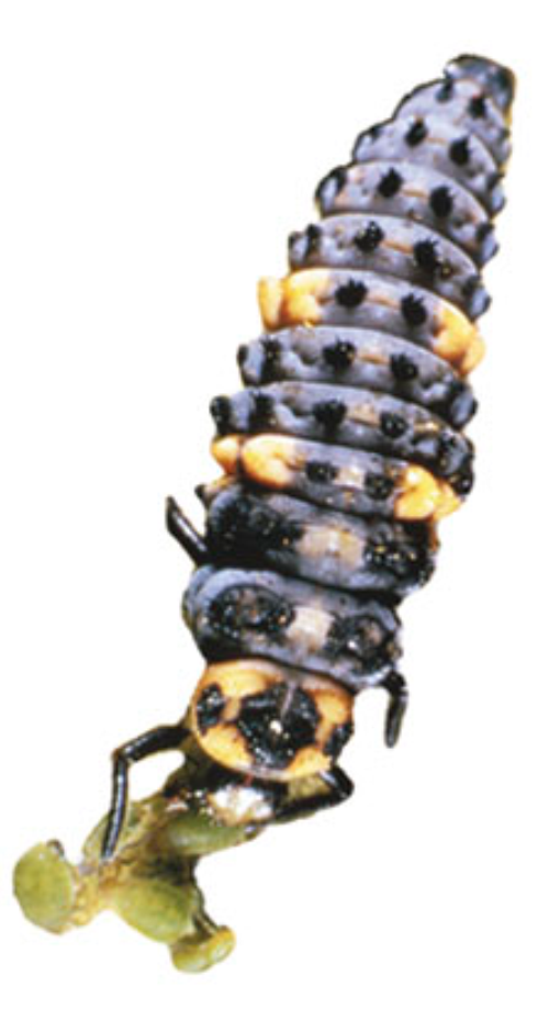  Larvae have dark, elongated bodies with orange markings and well developed legs. 