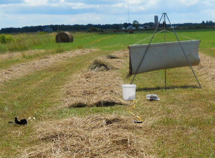 Yield check on Aug. 5, 2016. All photos: Jim Isleib, MSU Extension.