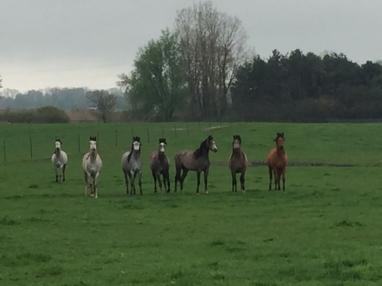 The overall health and well-being of your horse relies on a nutrition program that accounts for the horse’s anatomy, physiology and behavior. Photo credit: Christine Skelly/My Horse University