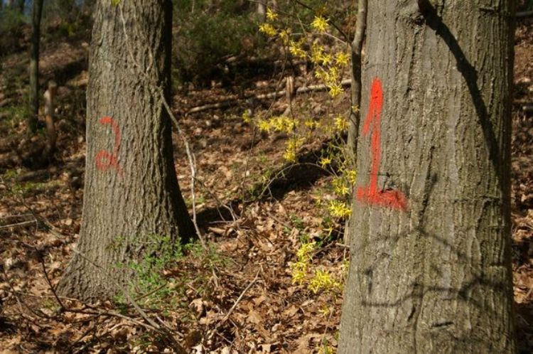 Infected trees marked to be cut down