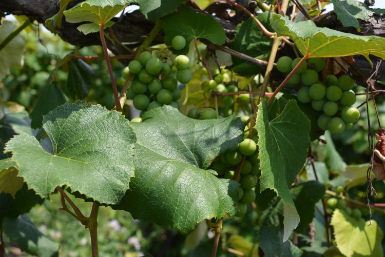 Grapes growing on a vine.