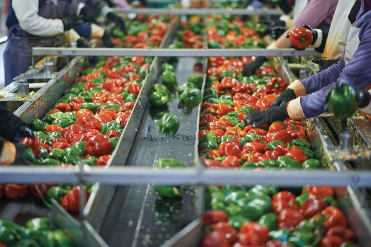 Image of processing red and green peppers.