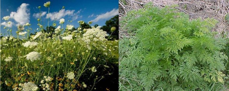 Poison Hemlock Identification And Control Agriculture