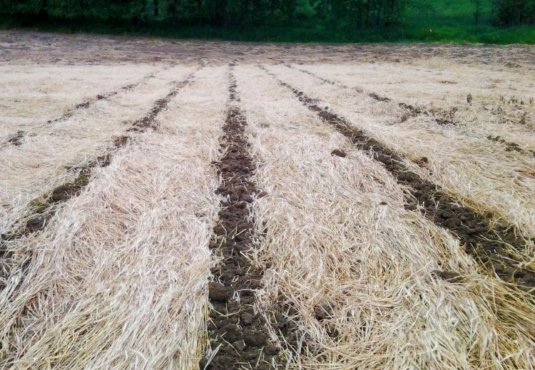 A strip-tillage treatment through a cereal rye cover crop is being tested at Forgotten Harvest Farm for soil moisture retention, yield and fruit cleanliness.