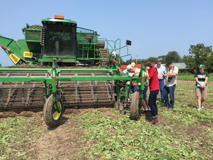 Harvesting a Michigan cucumber field.