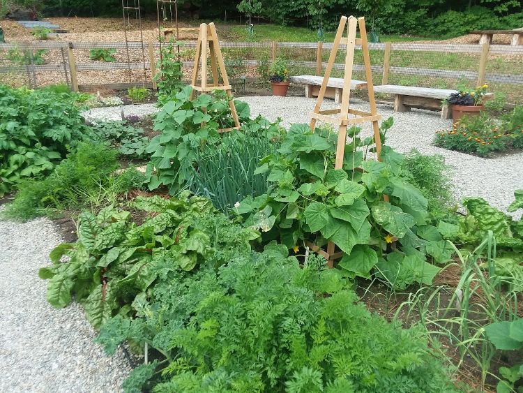 A vegetable garden with room for crops to grow vertically.