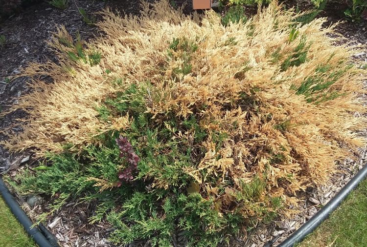 Extreme Springtime Conditions Cause Stress To Many Conifer Shrubs In Upper Peninsula And Northern Wisconsin Gardening In Michigan