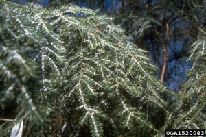 Michigan is preparing to enact interior quarantine due to invasive hemlock tree pest