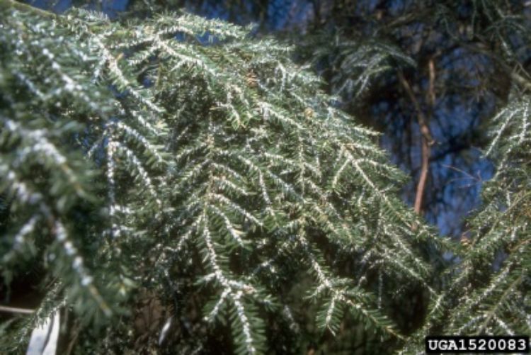 Adelgid infested hemlock branches. Photo credit: USDA Forest Service - Region 8 - Southern, USDA Forest Service, Bugwood.org