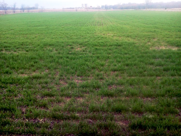 Wheat showing improvement after a top-dress nitrogen application in Gratiot County on May 1, 2014. Photo credit: Dan Rossman, MSU Extension