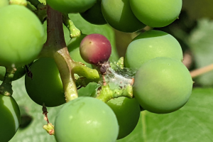 Timing sprays for mid-season grape berry moth control