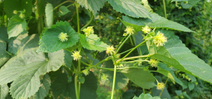 Michigan hop crop report for the week of July 26, 2021