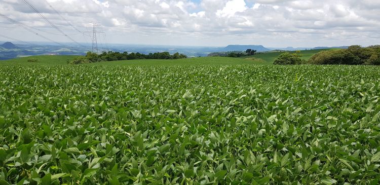 Vast soy fields in Brazil. Photo by Ramon Bicudo