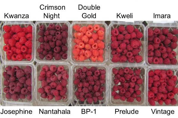 Fall-fruiting raspberry varieties for 2017 - MSU Extension
