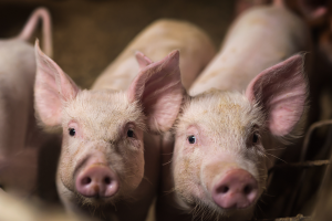 Improving genetic selection may hold key to peaceful pig grouping