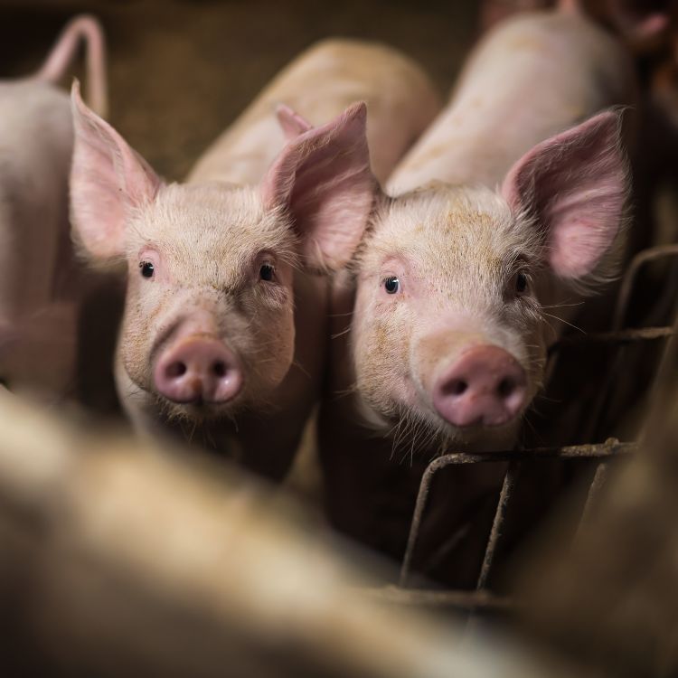 Two growing pigs looking at the camera.