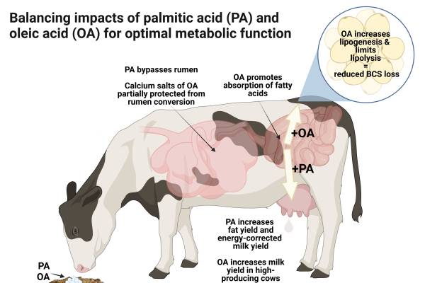 Harnessing fatty acids for transition cow management - Dairy