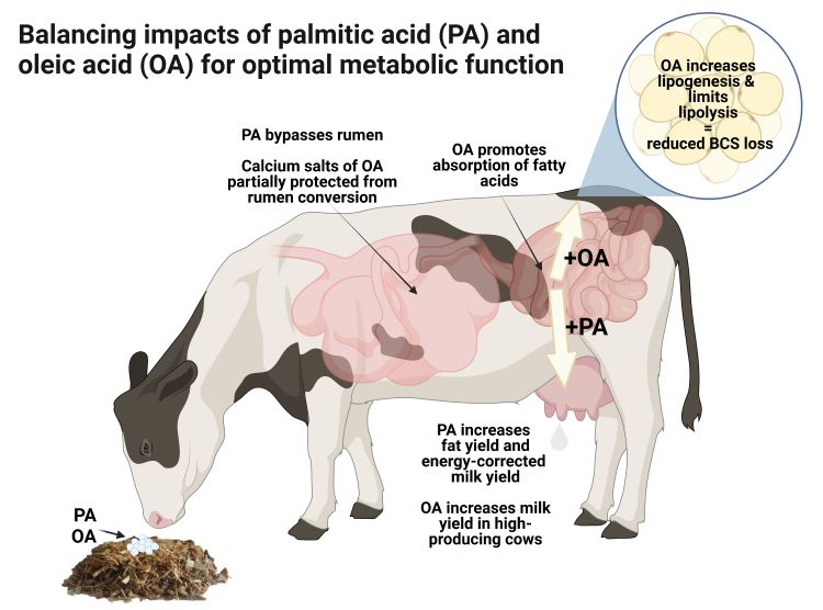 Harnessing Fatty Acids For Transition Cow Management Dairy